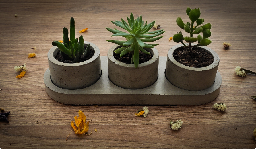 когда можно пересаживать комнатные цветы